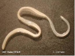 Phylum Platyhelminthes - My Animal Encyclopedia - Alex Gossett